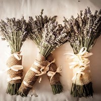 Портфолио Adam Carlos